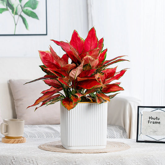 Hydroponic Green Plant Plastic Vase Modern Home Self Watering Flowerpot for Garden Enthusiast Lover Gift